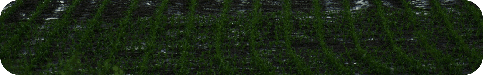 Fields